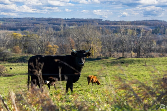 Cows aren't the only locals who enjoy soaking in the scenic rural landscapes of Niles, NY.