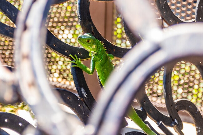 Lizards and other wildlife are commonly found in Tamiami and the surrounding areas.