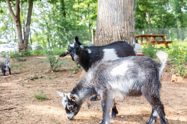 You will run into some farm animals while in Brasstown.