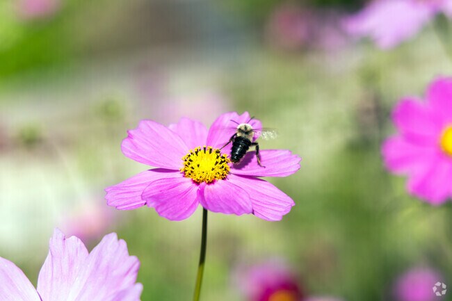 Wellfield Botanic Gardens is home to a variety of flower species near Woodlawn.