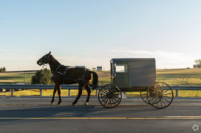 majestic Amish horse peacefully roams the Tulpehocken, PA landscape.