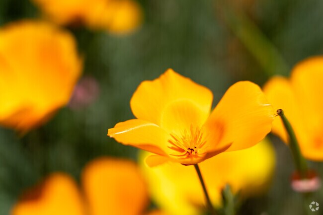 California poppies bring bursts of gold to spring gardens in Adobe Meadow-Meadow Park.