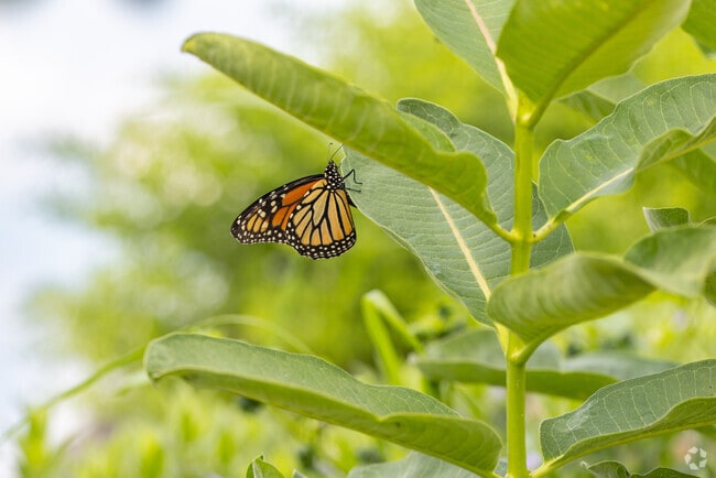 A butterfly in Southwest Waukegan is representative of an abundance of greenery and fresh air.