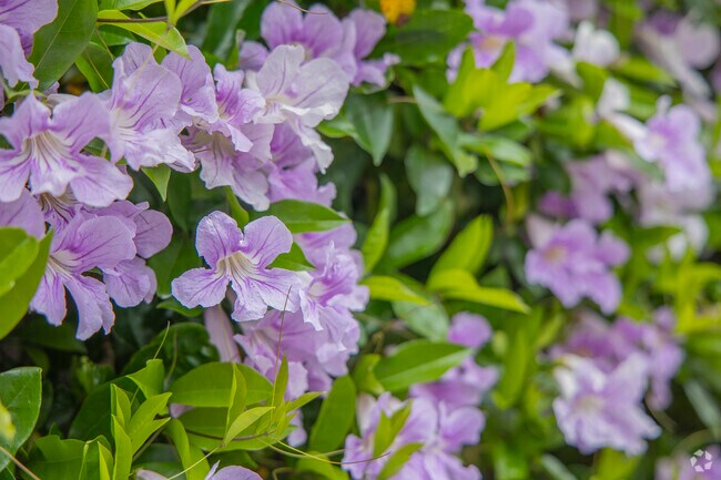 In the spring, many beautiful blooming flowers fill the streets of Canoas West.