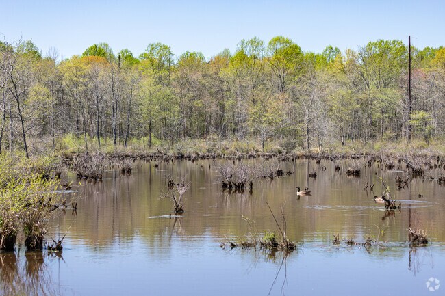 Wetland in Cheltenham Wetland Park Rosaryville.