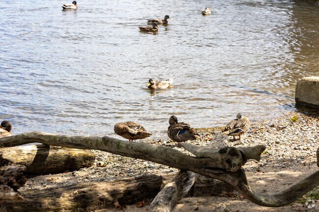 Many ducks call Essex their home, too.
