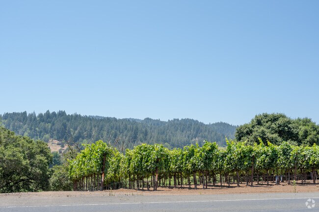 Vineyards stretch for miles across Healdsburg.