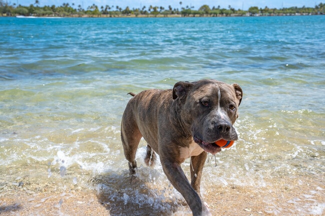 Bring your pets to Oleta River State Park in Eastern Shores for a swim.