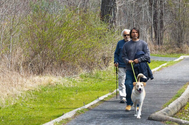 Enjoy a walk with your dog in the Bluestone Wild Forest.