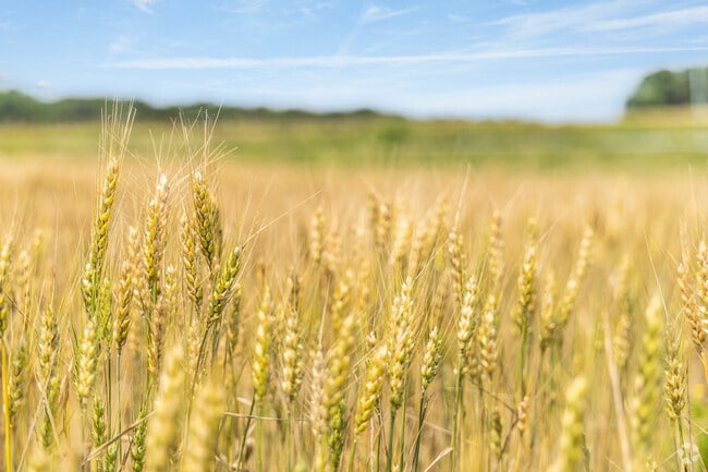 Fields of grain and corn surround much of Temperanceville, where agriculture plays a central role in the rural economy.