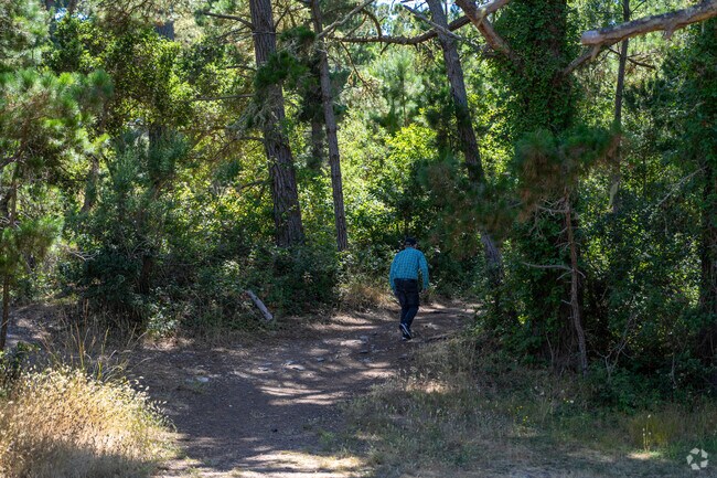 Escape to nature at Monterey's Jacks Peak County Park.