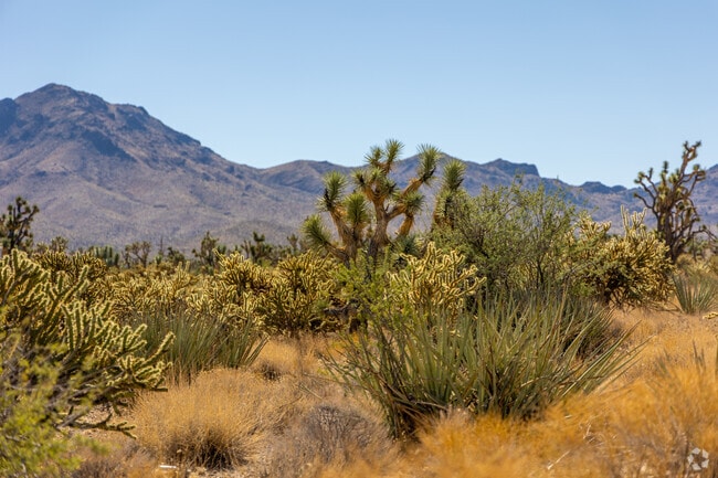 The Joshua Tree forest in Dolan Springs features striking desert scenery, with iconic Joshua Trees dotting the rugged landscape under wide, open skies.