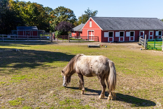 The Green Hill Park Farm has many different animals like horses and sheep.