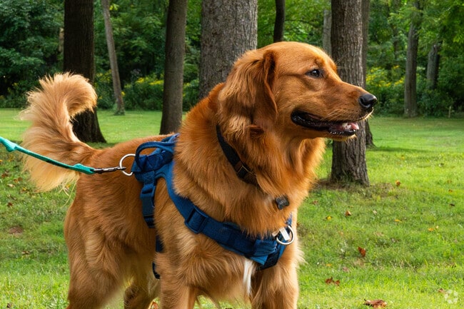 A man takes his golden retriever for an afternoon walk in Stevens, PA.