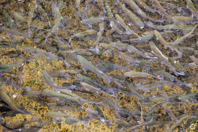 The Neosho National Fish Hatchery has been raising trout since the late 1880s.