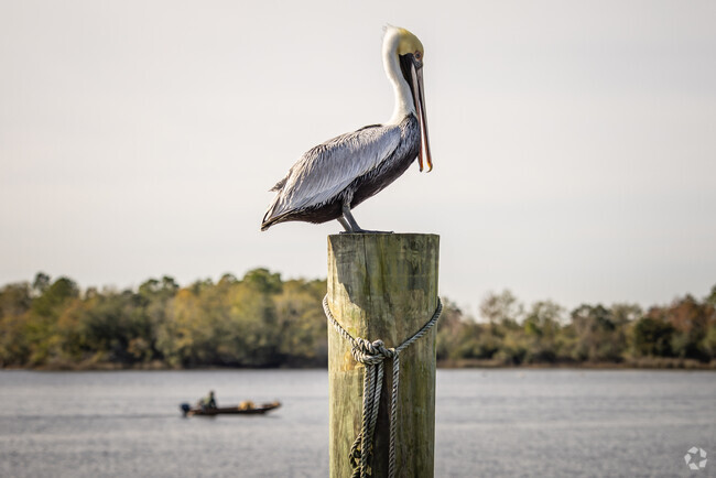 Birdwatchers enjoy the diverse bird species that reside and migrate through Diamondhead.