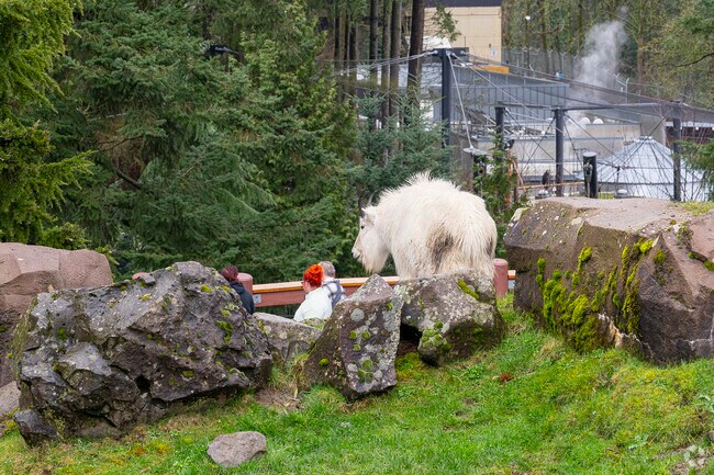 Observe mountain goats at the Oregon Zoo in Arlington Heights.
