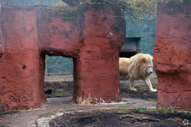 The king of the jungle takes a stroll at Capron Park Zoo in Attleboro.