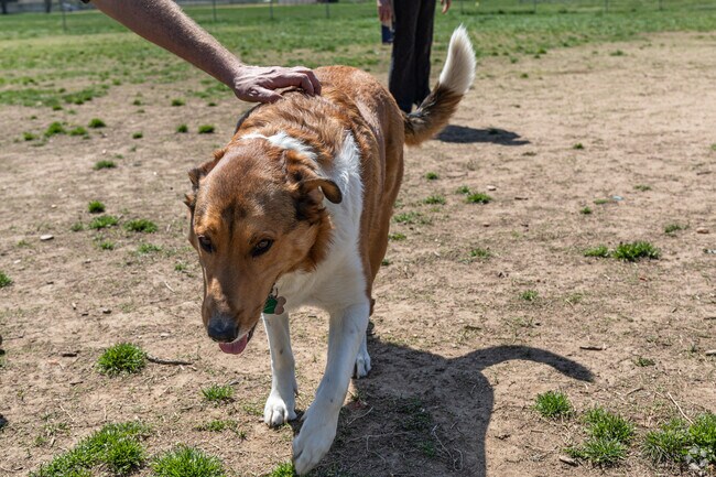 A Good Boi Getting Pets at Waggertail Dog Park