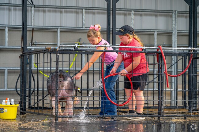 A little pig gets a bath after a good showing at The Tippecanoe County Fairgrounds near Edgelea.