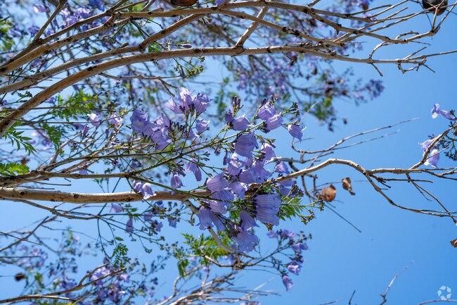 Beautiful trees line the walkway in Spyglass Park near Dos Lagos.