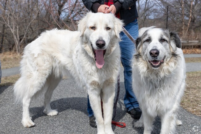 Bring your pups to Waitts Mount Park in North Faulkner for some fun outdoor time.