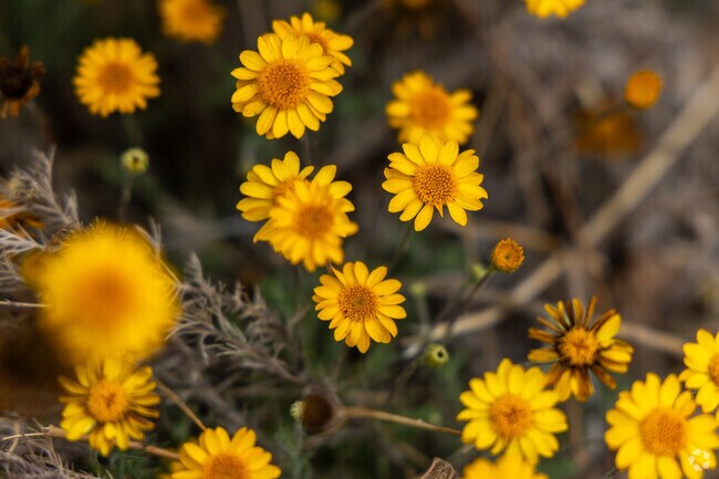 Tohono Chul Park in Oro Valley is filled with bright yellow wildflower blooms every spring.
