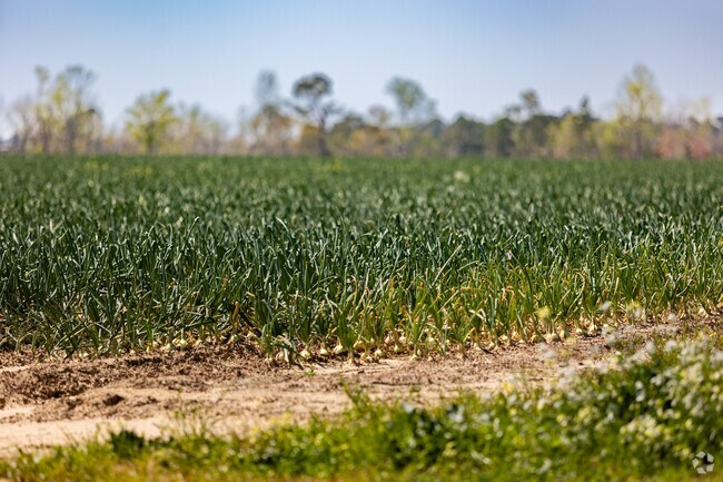 Local farmers grow the famous Vidalia Onion.
