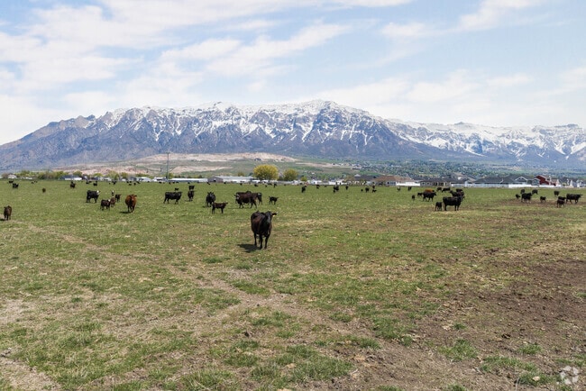 Cows grazing in spring with white-capped mountains in the background in Plain City.