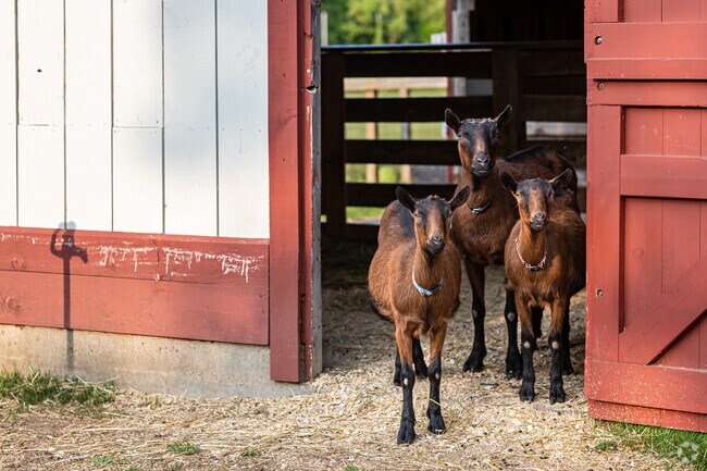 Residents of West Windsor are greeted by the Northwest Park locals to ensure they never have a baa-ad time.
