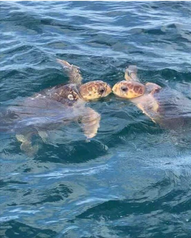 4565 S Atlantic Ave Unit 5611, Ponce Inlet, FL 32127