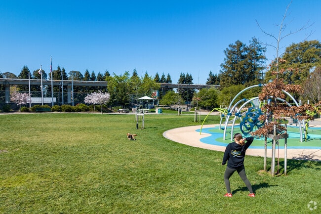 Many dog owners enjoy taking their furry friends to Siempre Verde Park for exercise.