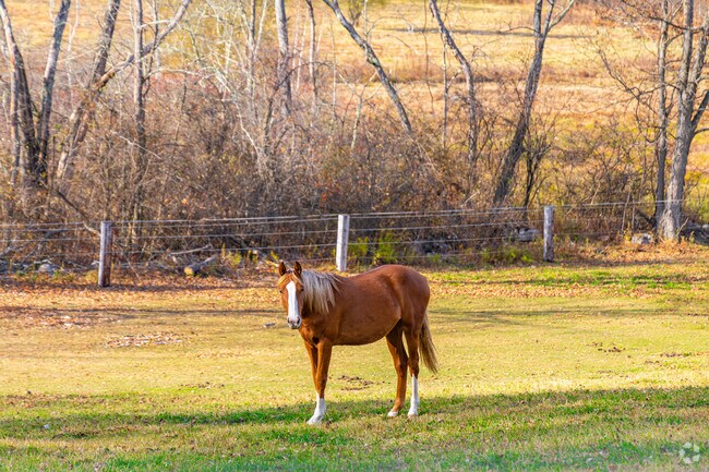 Horses and horse farms are common in the rural region of Sussex.