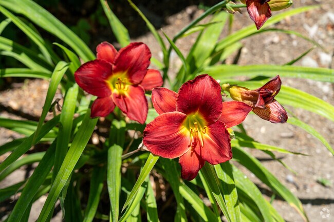 Beautiful flowers grow all through out the Rancho Fontana community.