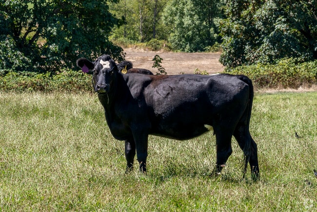 Farm animals are common in Camas Valley.