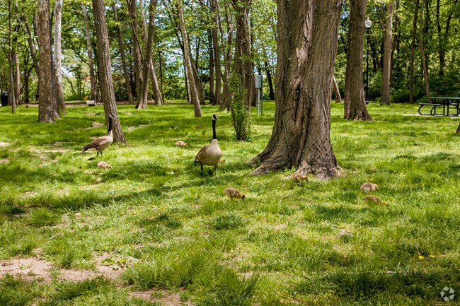 Waterfall Park's forest is home to many, including geese.