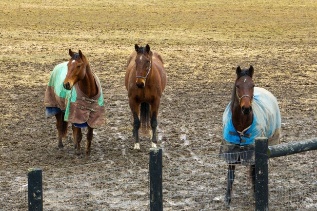Local farms have amazing horses to view right in Wallkill Town.
