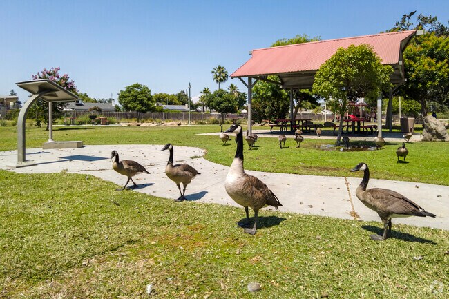 Geese are always around to great visitors to Helm Ranch Park in Clovis.