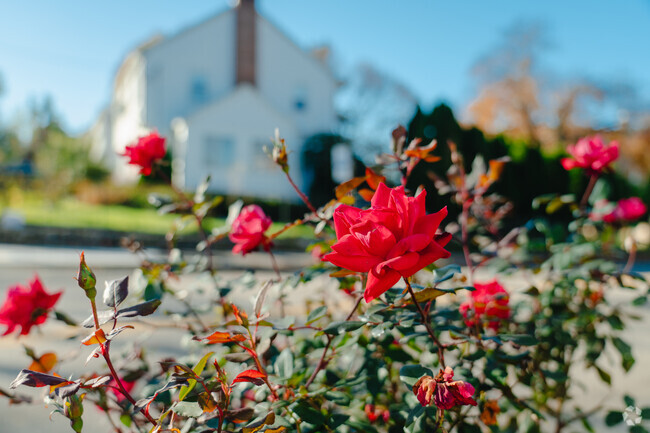 Beautiful flowers line the side walks in front of many of the residents homes in Tatnuck.