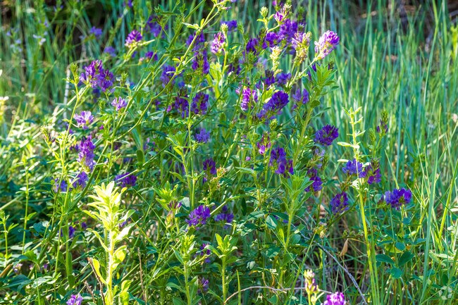 Colorful wildflowers abound throughout the neighborhood of Tesuque.