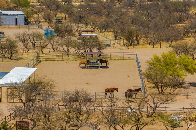 Horses roam in shaded corrals at Equine Voices Rescue and Sanctuary, a nonprofit dedicated to protecting equines from abuse, neglect, and slaughter in Elephant Head.