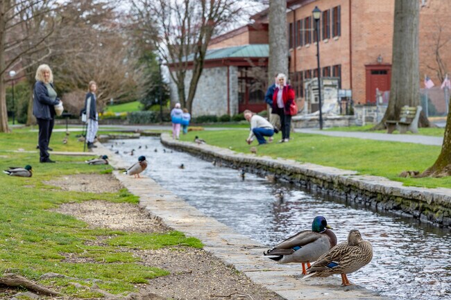 Ducks gather along the creek at Lititz Springs Park, a favorite spot for families fun.