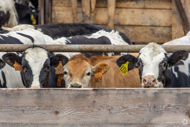 Most of the farms in Villenova have large numbers of livestock and fields of locally grown food.