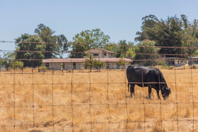Penngrove is full of farmland and farm animals.