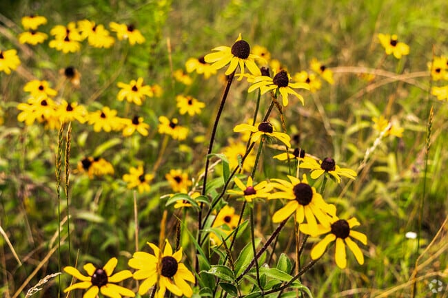 Seasonal color brightens everyday scenes across Stacy.