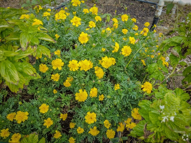 Flowers and vegetables thrive in Macon Community Garden’s shared neighborhood plots.