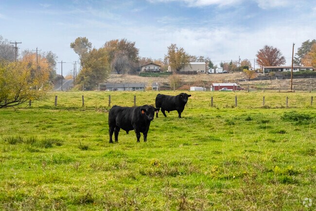Cattle graze peacefully in the open fields of Cold Springs.