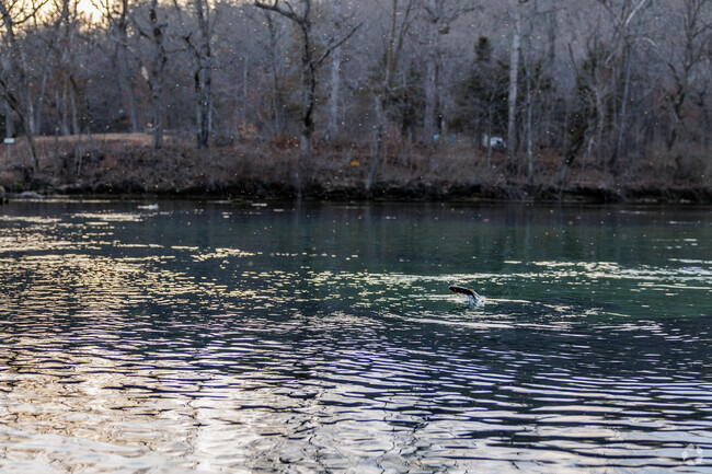 A trout jumps at Bennett Springs State Park just outside Lebanon.