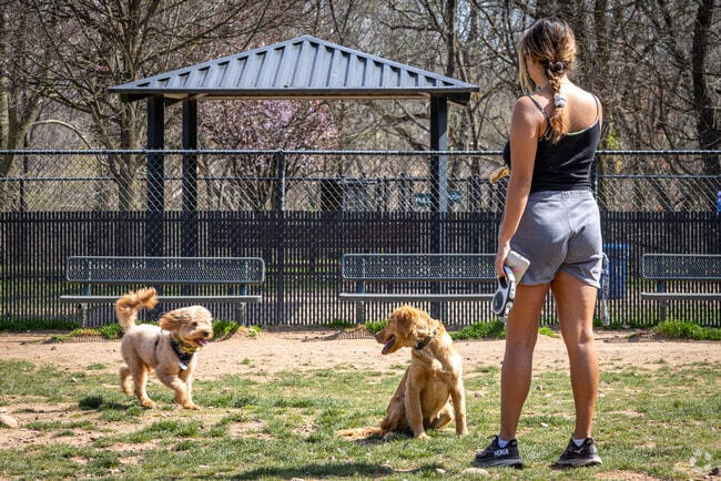 Two cuddly canines enjoy their play time at the dog park within Echo Lake Park, Mountainside.