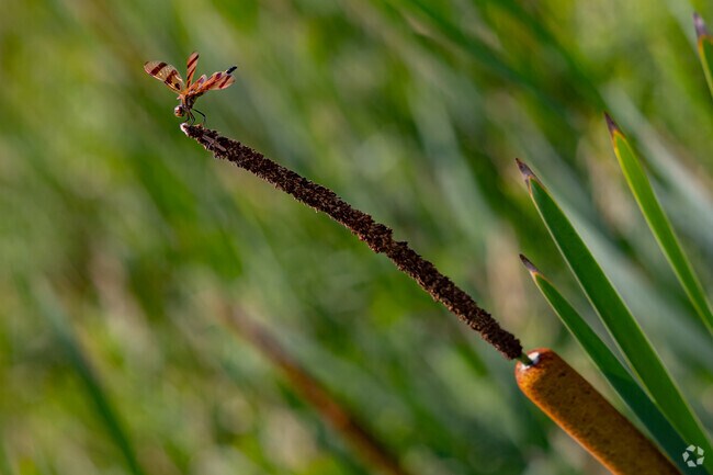 Leoni's rural spread is a haven to a plethora of local flora and fauna.